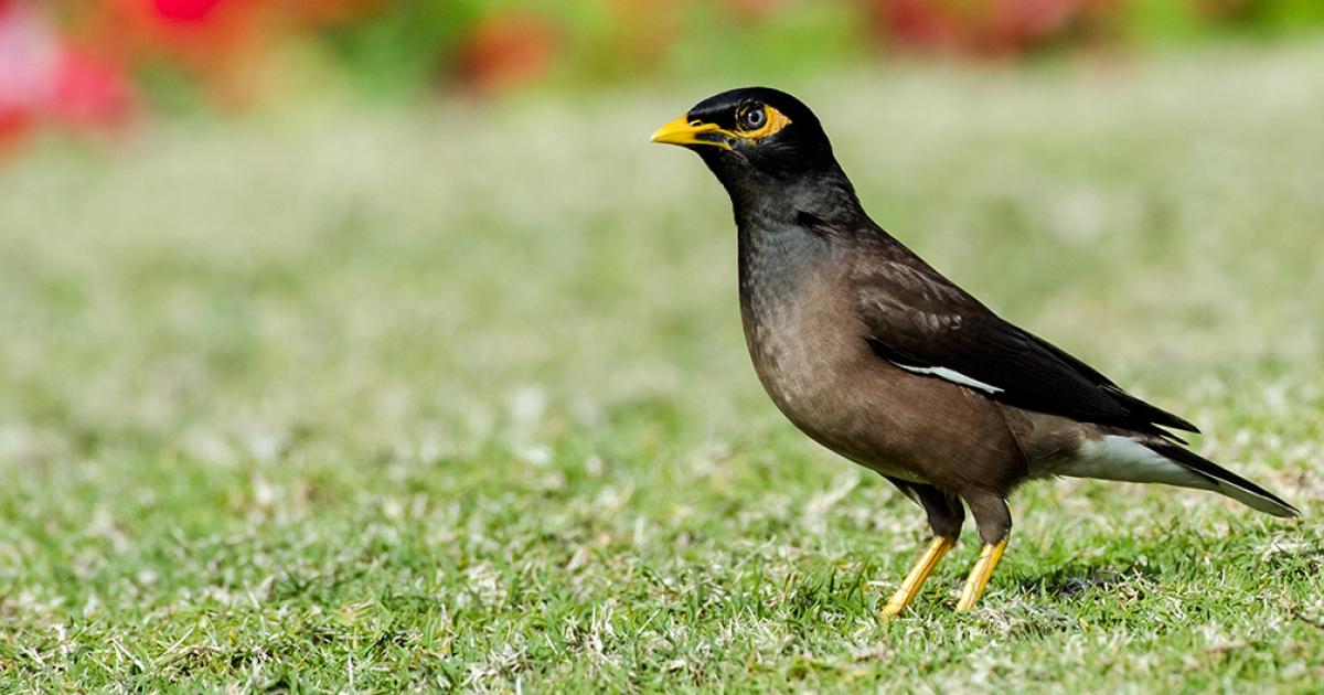 Common (Indian) Mynas Whitehorse City Council